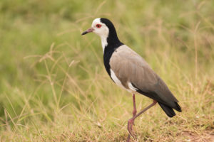 Long-toed Lapwing (Vanellus crassirostris)