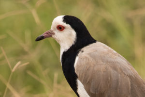 Long-toed Lapwing (Vanellus crassirostris)