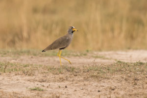 Wattled Lapwing (Vanellus senegallus)