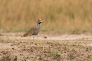 Wattled Lapwing (Vanellus senegallus)