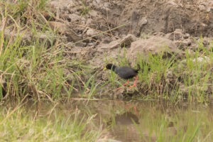 Black Crake (Zapornia flavirostra)