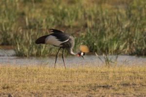 Gray Crowned-Crane (Balearica regulorum)