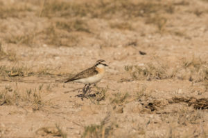 Kittlitz’s Plover (Charadrius pecuarius)