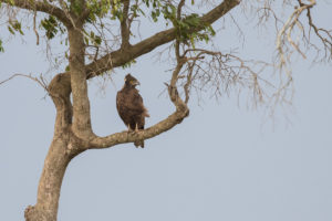 Brown Snake-eagle (Circaetus cinereus)