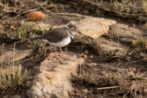 Three-banded Plover (Charadrius tricollaris)