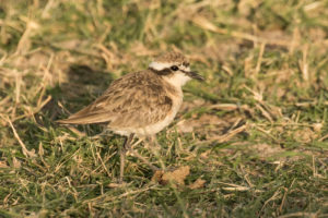 Kittlitz’s Plover (Charadrius pecuarius)