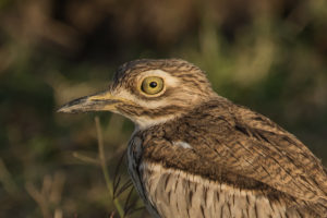 Water Thick-knee (Burhinus vermiculatus)