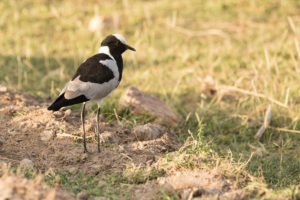 Blacksmith Lapwing (Vanellus armatus)