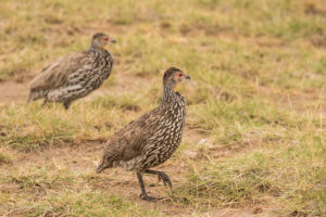 Yellow-necked Francolin (Pternistis leucoscepus)