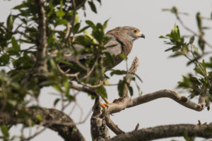 African Harrier-Hawk (Polyboroides typus)