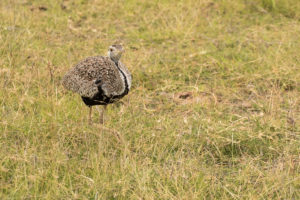 Black-bellied Bustard (Lissotis melanogaster)