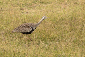 Black-bellied Bustard (Lissotis melanogaster)