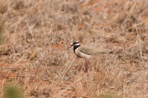 Black-headed Lapwing (Vanellus tectus)