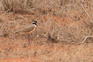 Black-headed Lapwing (Vanellus tectus)