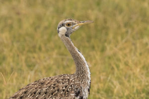 Black-bellied Bustard (Lissotis melanogaster)