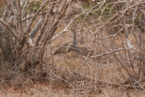 White-bellied Bustard (Eupodotis senegalensis)