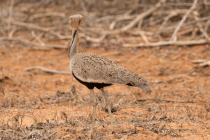 Buff-crested Bustard (Eupodotis gindiana)