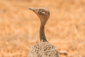 Buff-crested Bustard (Eupodotis gindiana)