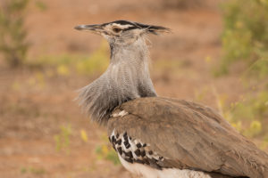 Kori Bustard (Ardeotis kori)