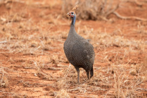 Helmeted Guineafowl (Numida meleagris)