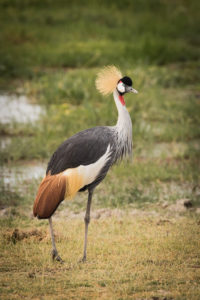 Gray Crowned-Crane (Balearica regulorum)