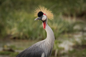 Gray Crowned-Crane (Balearica regulorum)