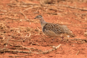 Crested Francolin (Dendroperdix sephaena)