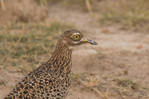 Spotted Thick-knee (Burhinus capensis)