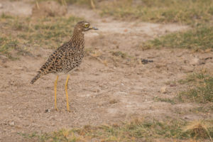 Spotted Thick-knee (Burhinus capensis)