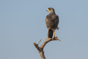 Eastern Chanting-Goshawk (Melierax poliopterus)