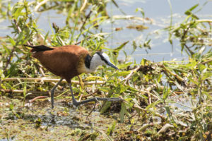 African Jacana (Actophilornis africanus)