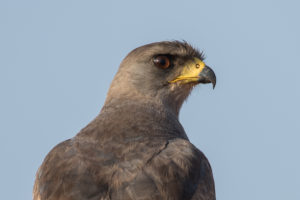 Eastern Chanting-Goshawk (Melierax poliopterus)