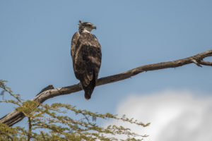 Martial Eagle (Polemaetus bellicosus)