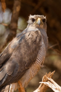 Eastern Chanting-Goshawk (Melierax poliopterus)