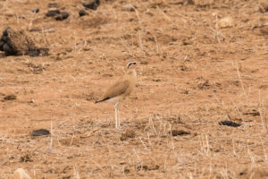 Somali Courser (Cursorius somalensis)