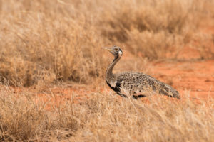 Hartlaub’s Bustard (Lissotis hartlaubii)