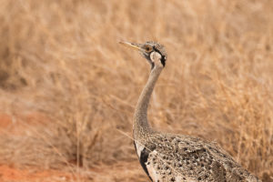 Hartlaub’s Bustard (Lissotis hartlaubii)