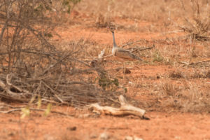 White-bellied Bustard (Eupodotis senegalensis)