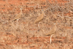 Somali Courser (Cursorius somalensis)