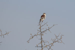 Pygmy Falcon (Polihierax semitorquatus)