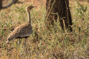 Buff-crested Bustard (Eupodotis gindiana)