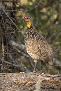 Yellow-necked Francolin (Pternistis leucoscepus)