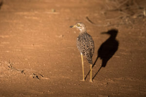 Spotted Thick-knee (Burhinus capensis)