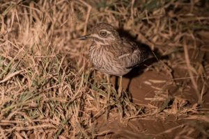 Water Thick-knee (Burhinus vermiculatus)