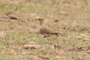 Temminck’s Courser (Cursorius temminckii)