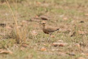 Temminck’s Courser (Cursorius temminckii)