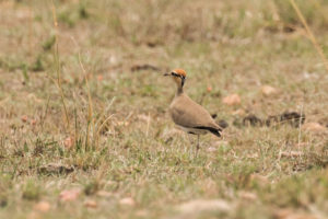 Temminck’s Courser (Cursorius temminckii)