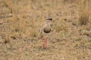 Crowned Lapwing (Vanellus coronatus)