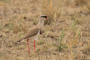 Crowned Lapwing (Vanellus coronatus)