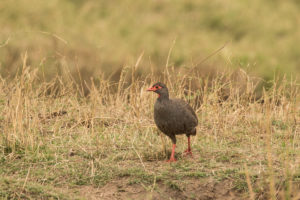 Red-necked Francolin (Pternistis afer)